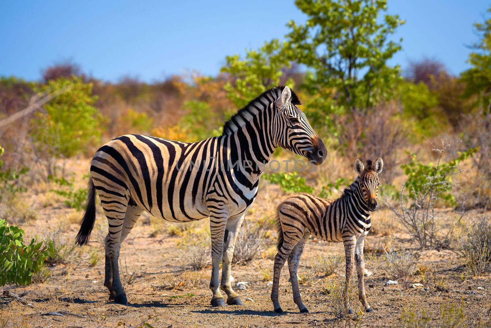 Two zebras in Etosha National Park, Namibia by nickfox