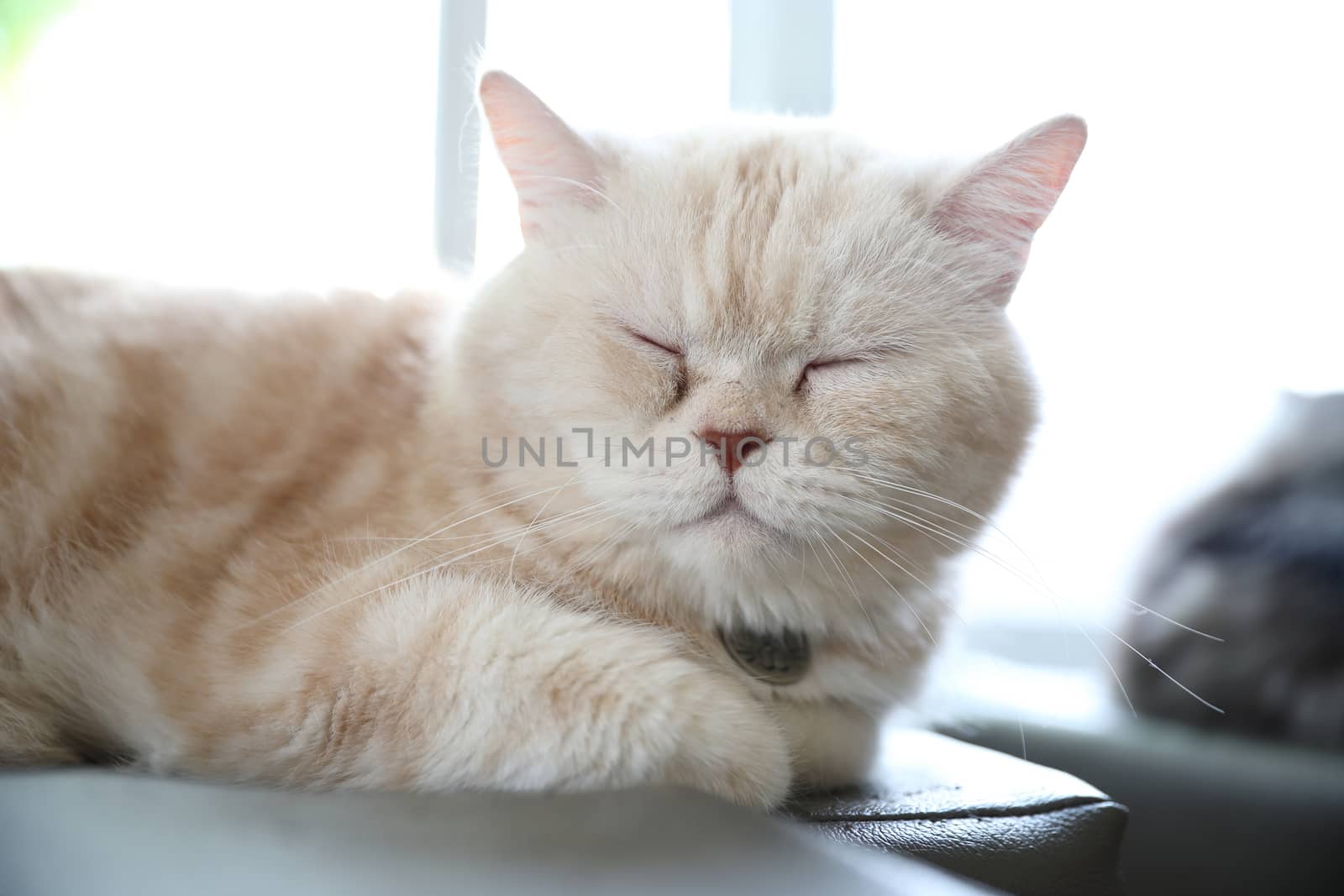 Cute cat looking relax