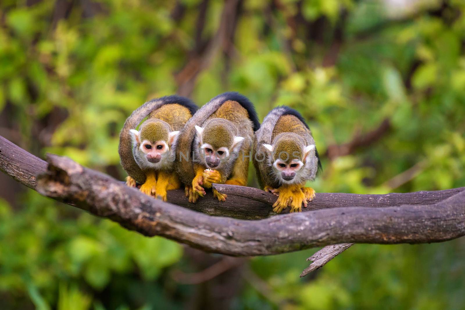 Three common squirrel monkeys sitting on a tree branch very close to each other