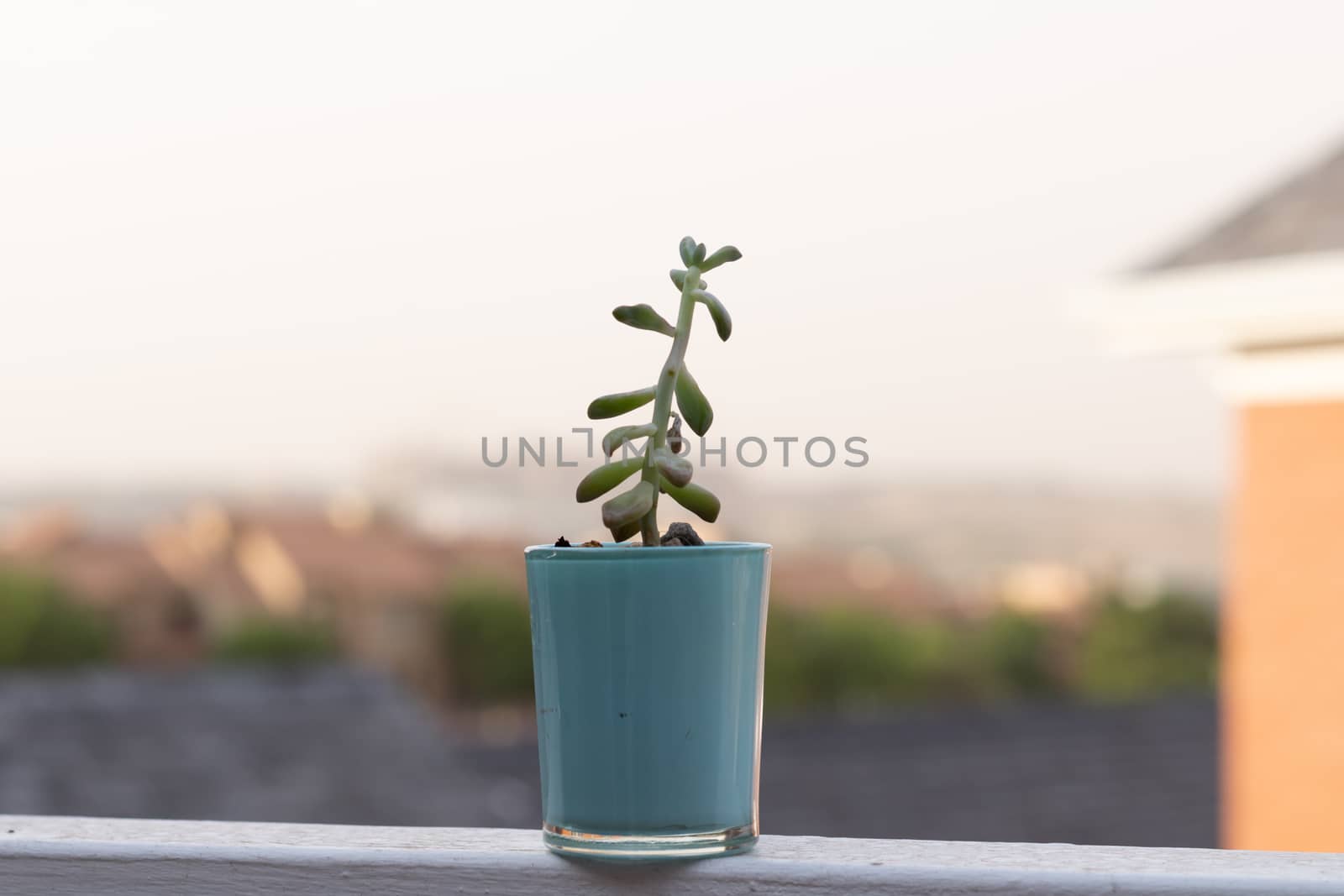 Plant in a glass flower pot by phathisile