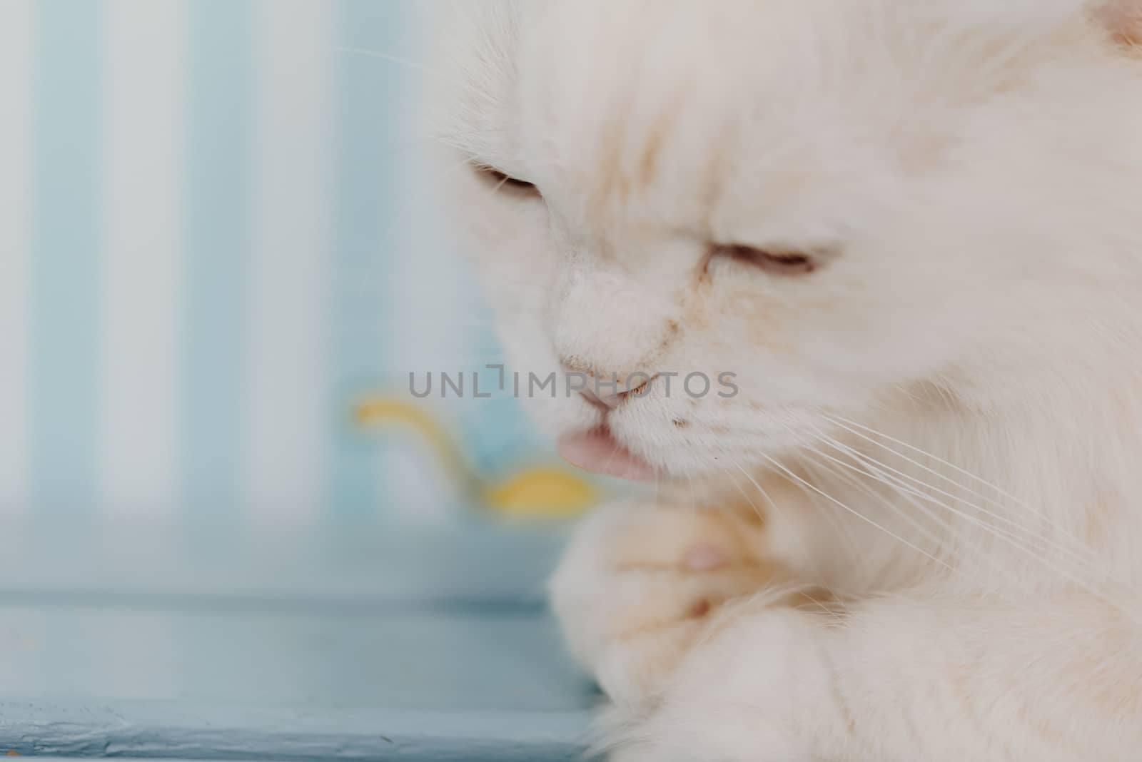 Cat is a animal type mammal and pet so cute white color sitting for relax and looking at something with interest and lonely miss when vacation travel