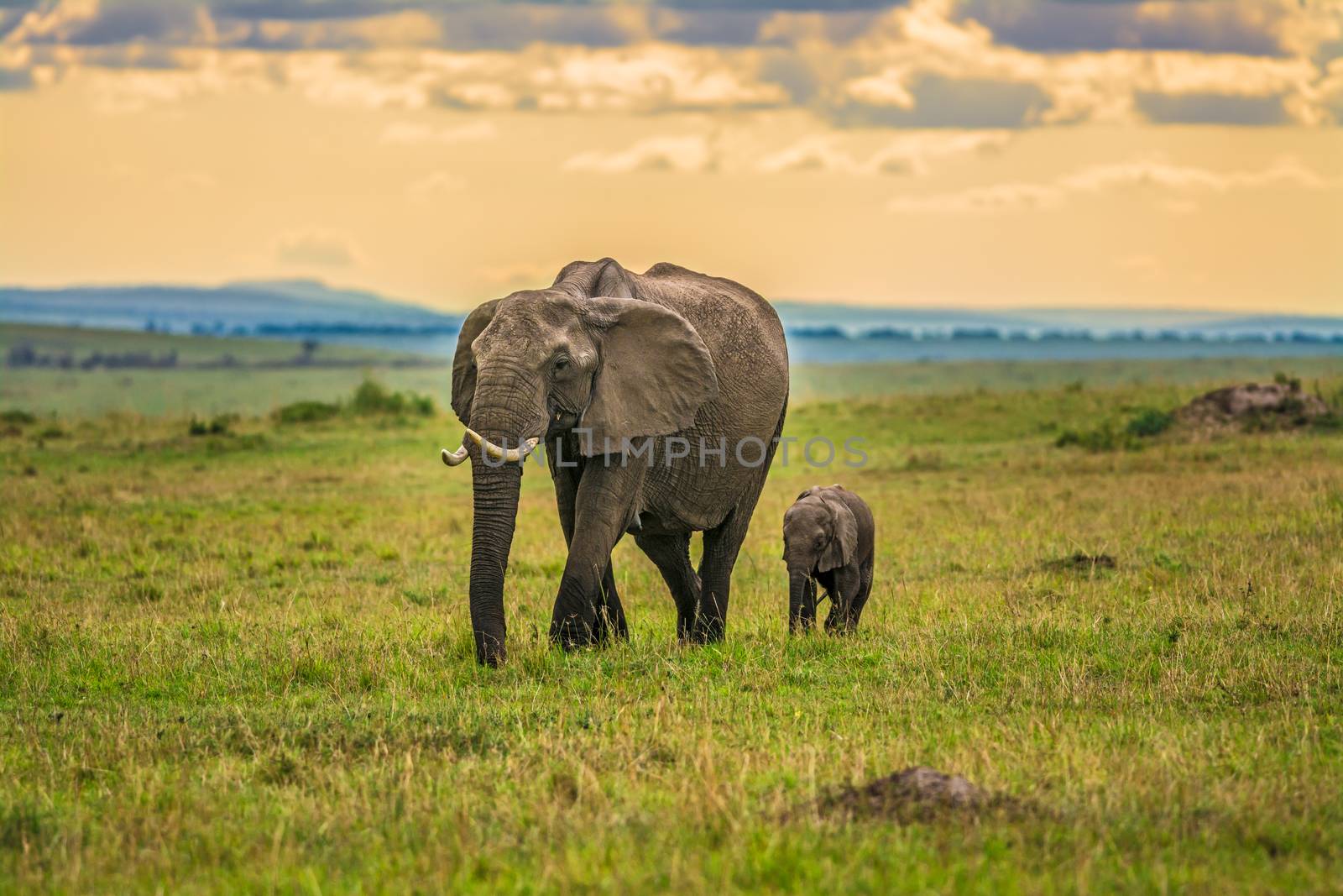 Mother elephant with a baby, Maasai Mara National Reserve, Kenya.