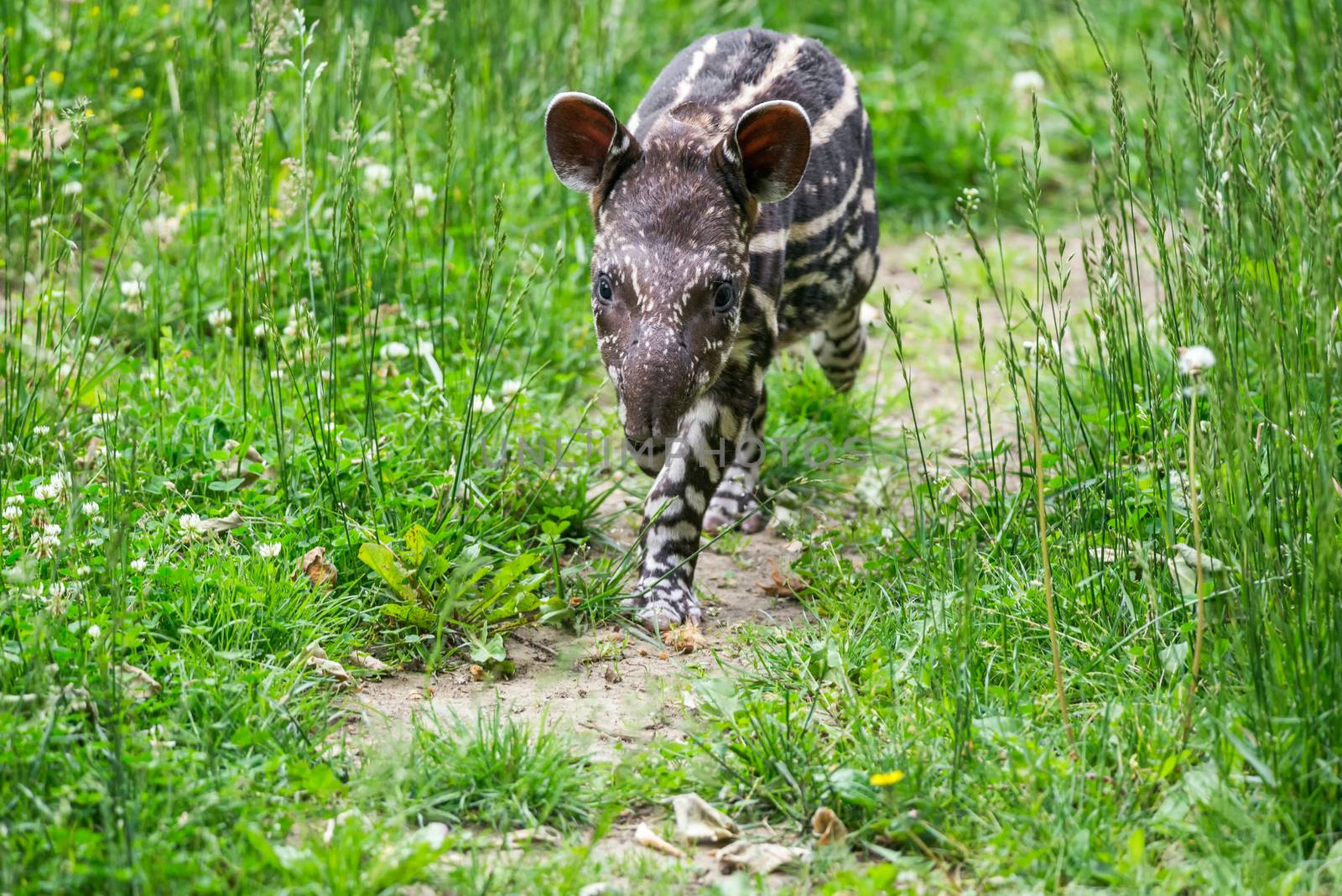 Nine days old baby of the endangered South American tapir, also called Brazilian tapir or lowland tapir