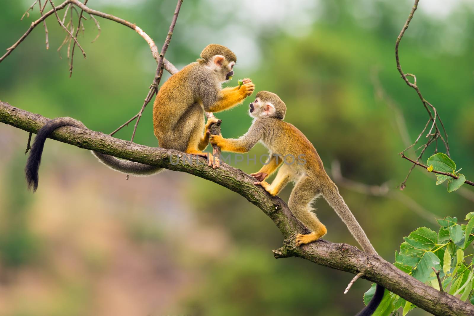 Two common squirrel monkeys also known as Saimiri sciureus playing on a tree branch