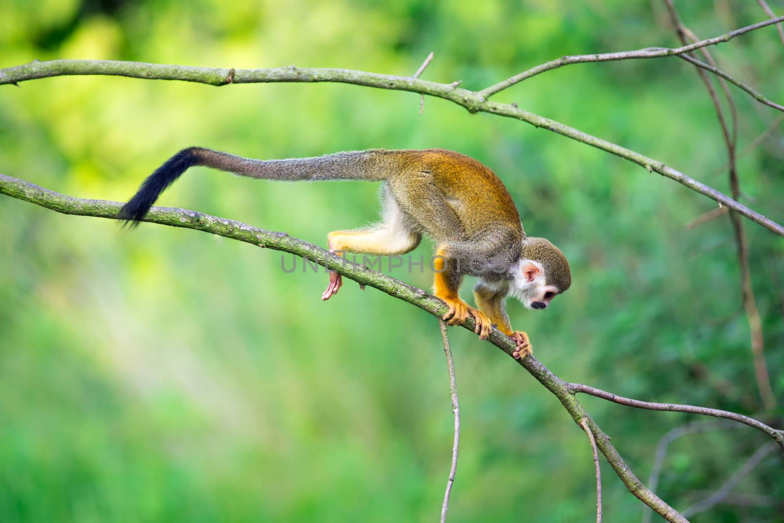 Common squirrel monkey walking on a tree branch by nickfox