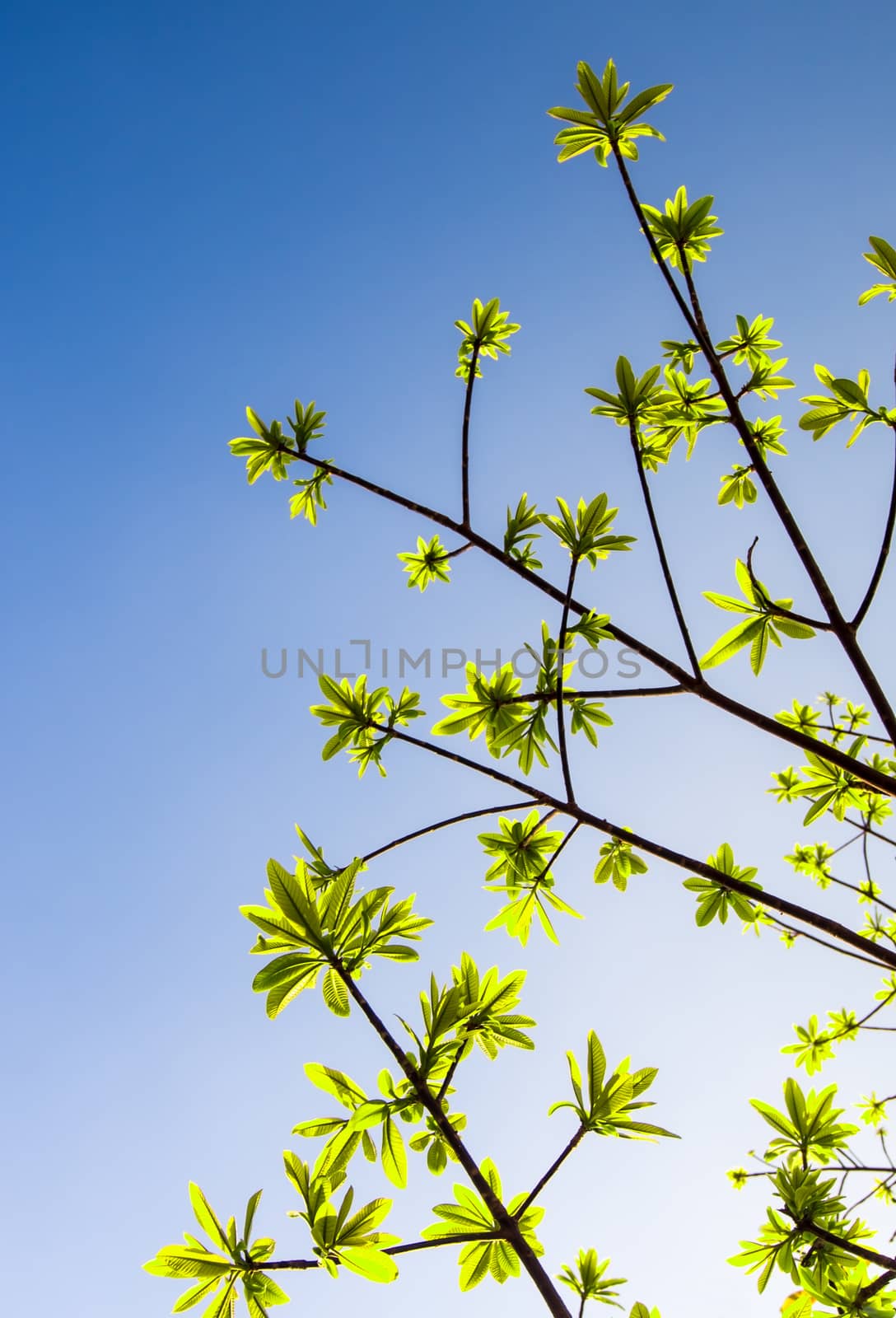 freshness leaves of cannonball tree on blue sky and sunlight background