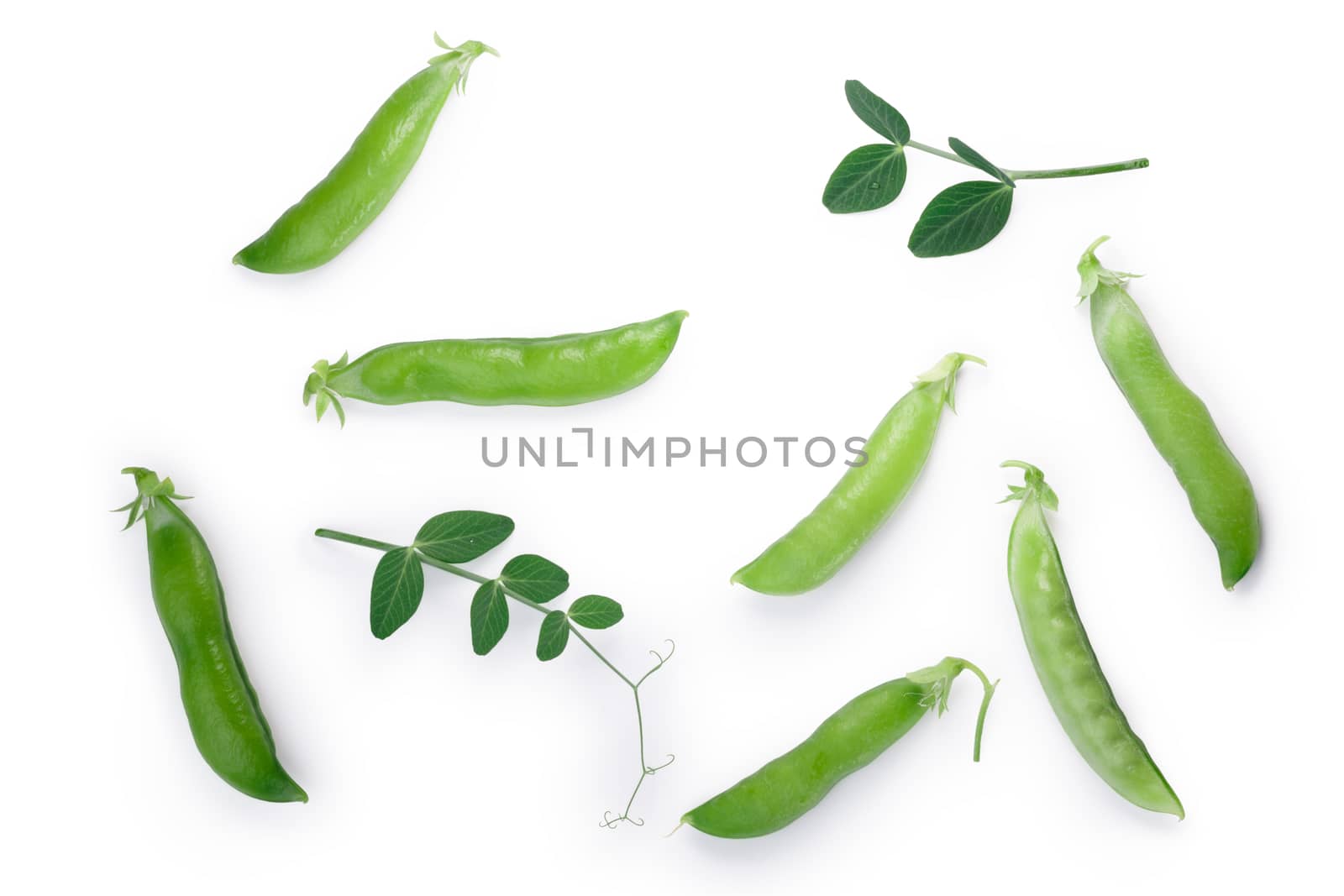 Green Pea (Pisum sativum) pods and leaves. Clipping paths, shadows separated. Top view