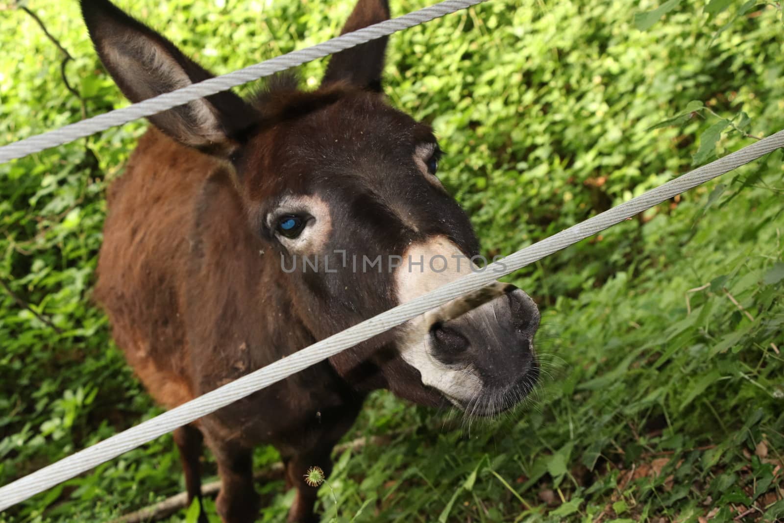donkey by marcobir