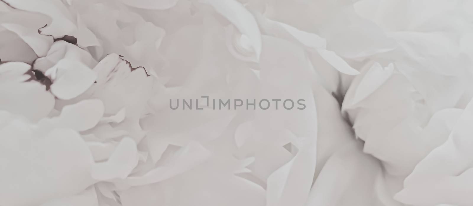 White peony flower as abstract floral background for holiday branding design