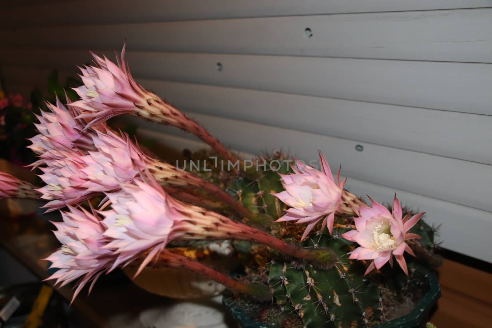 Cactus flower blooms. Beautiful white flower cactus