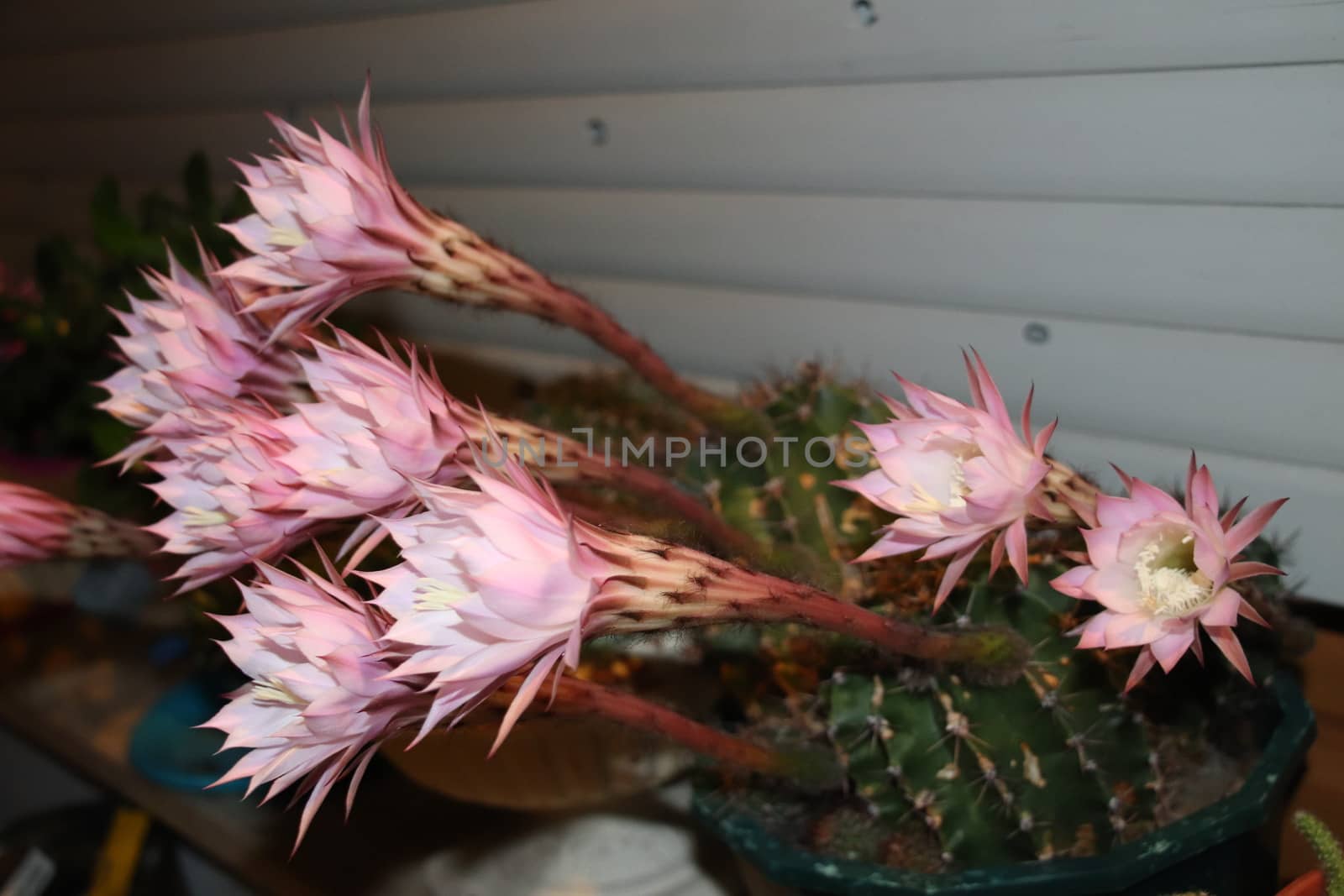 Cactus flower blooms. Beautiful white flower cactus