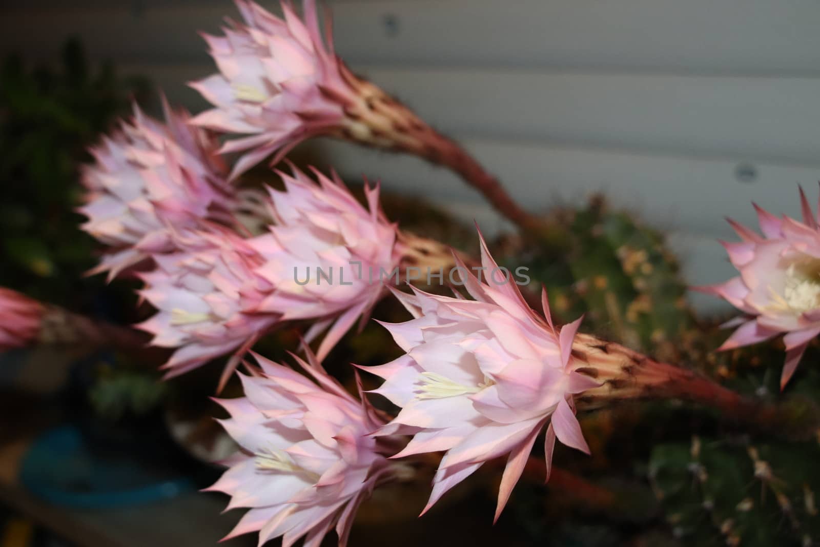 Cactus flower blooms. Beautiful white flower cactus