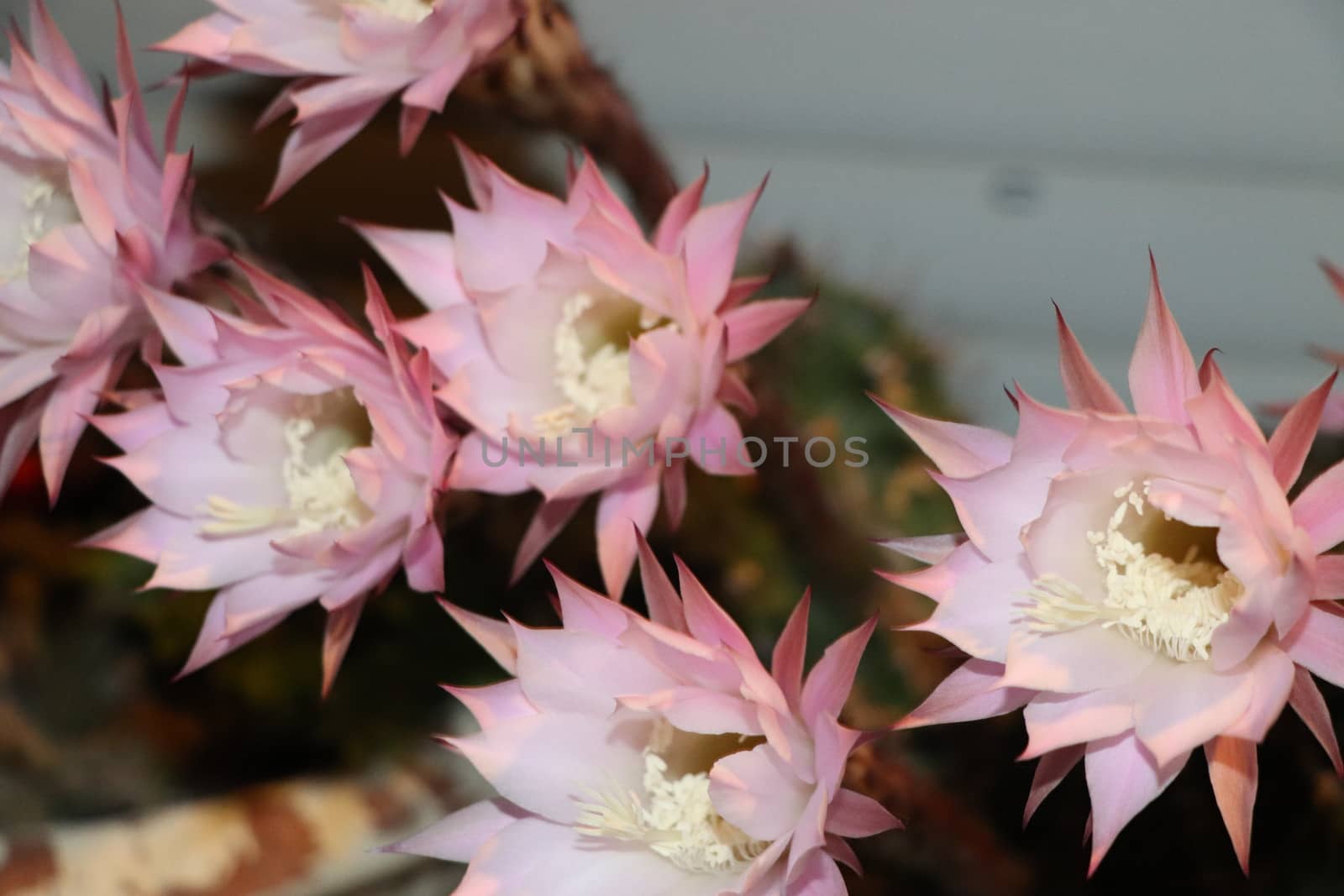 Cactus flower blooms. Beautiful white flower cactus