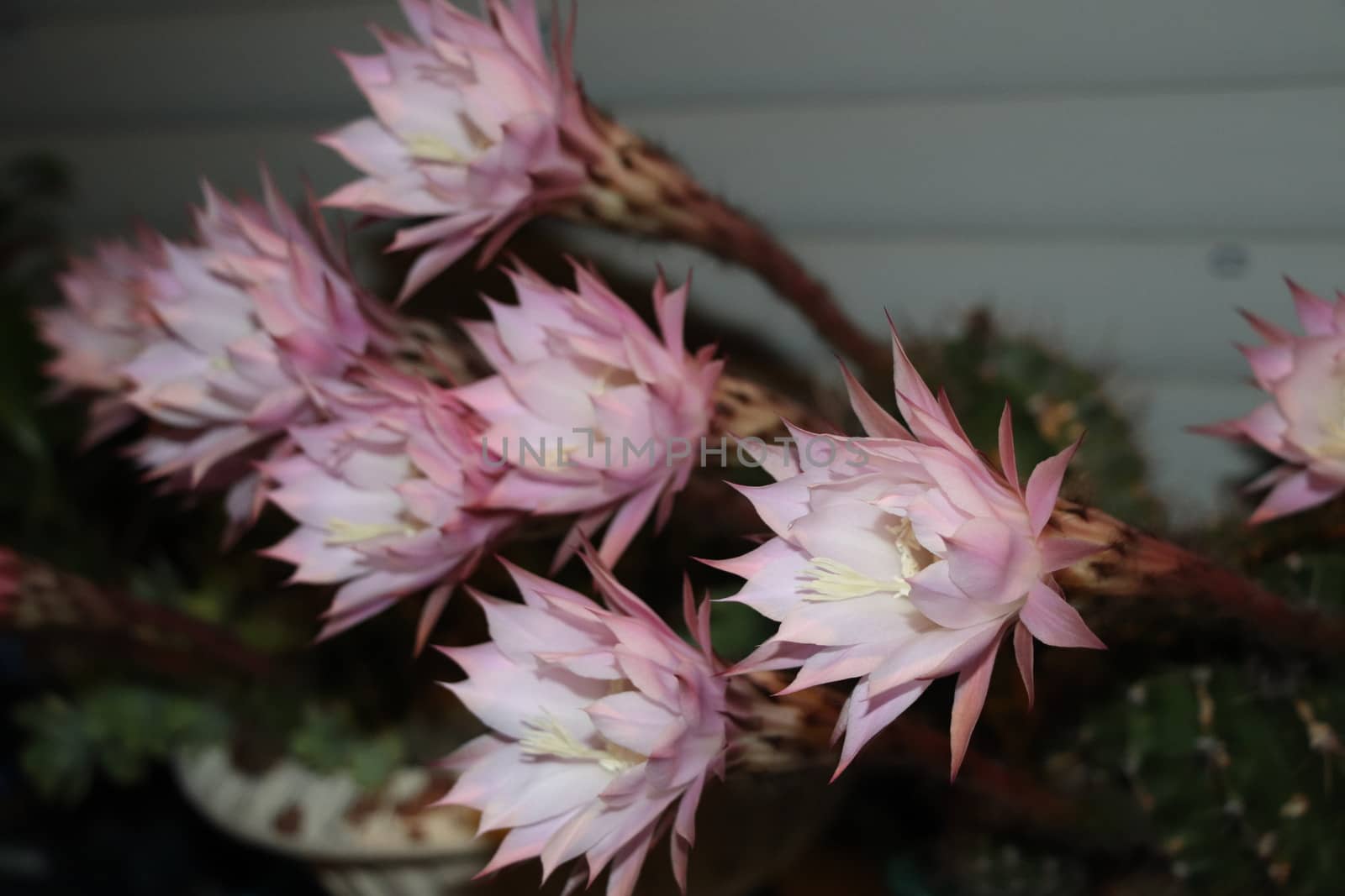 Cactus flower blooms. Beautiful white flower cactus