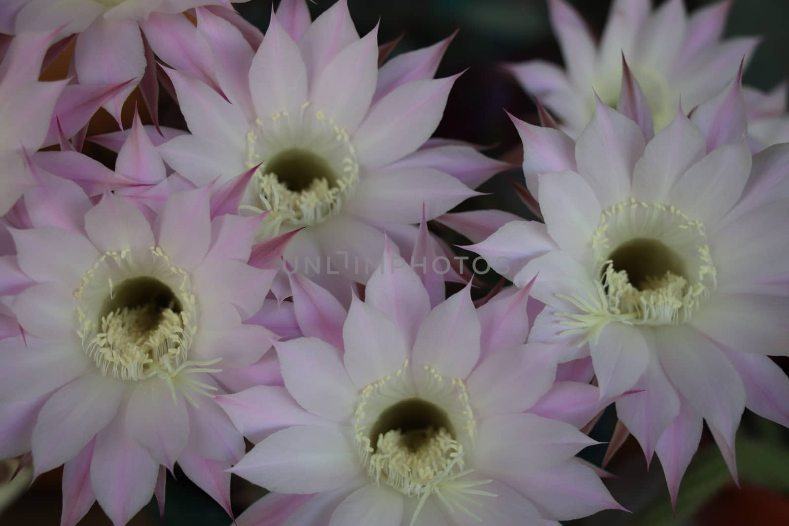 Cactus flower blooms. Beautiful white flower cactus