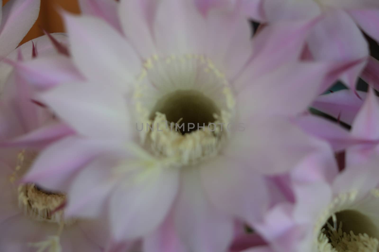 Cactus flower blooms. Beautiful white flower cactus