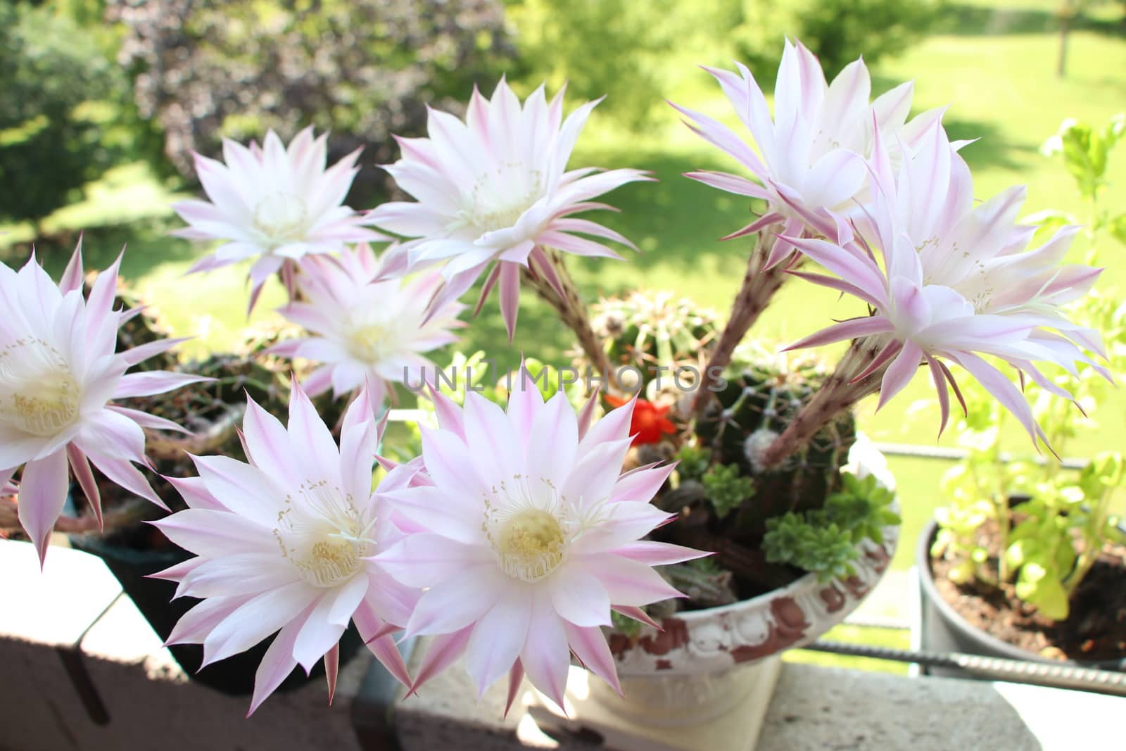 Cactus flower blooms. Beautiful white flower cactus