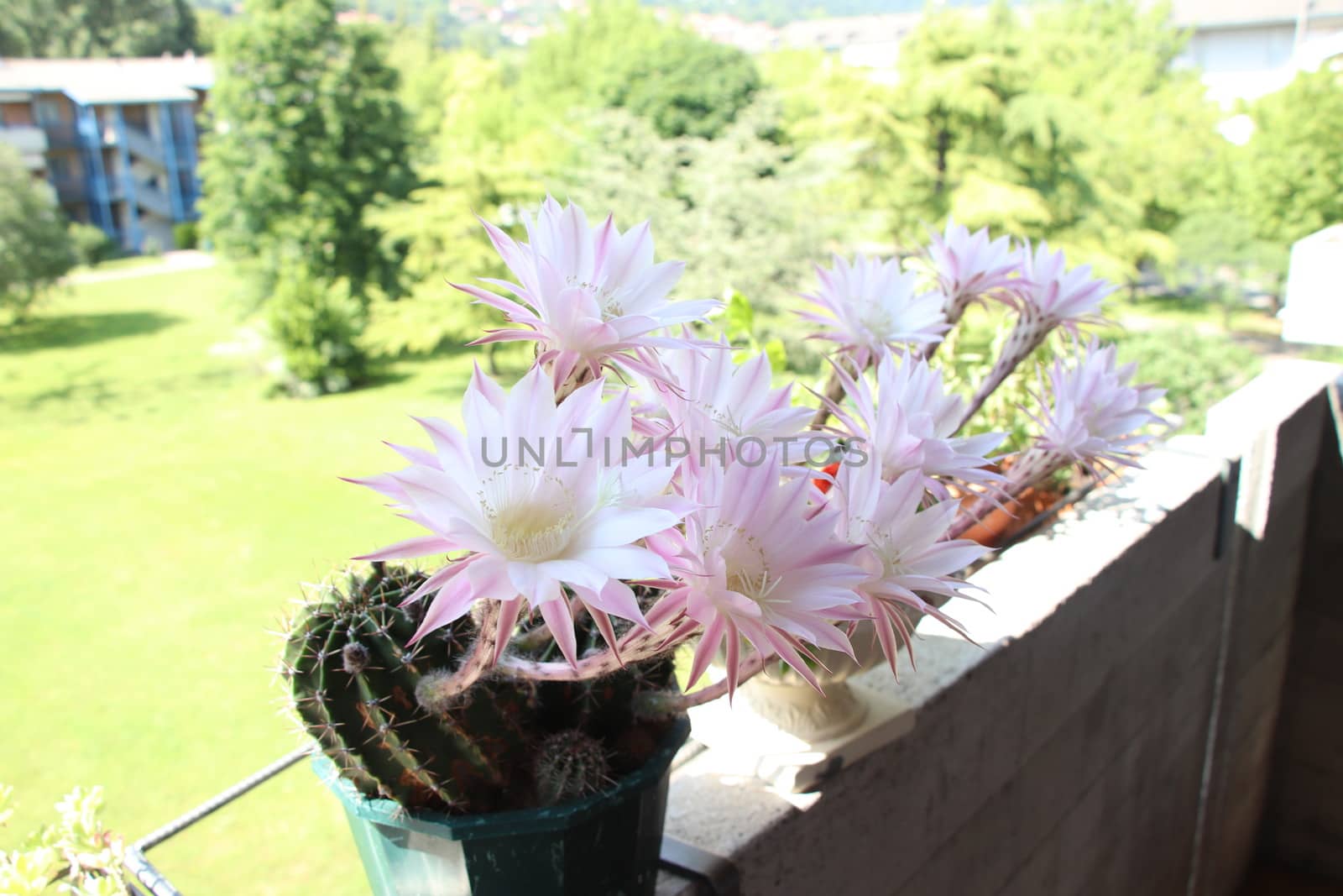 Cactus flower blooms. Beautiful white flower cactus