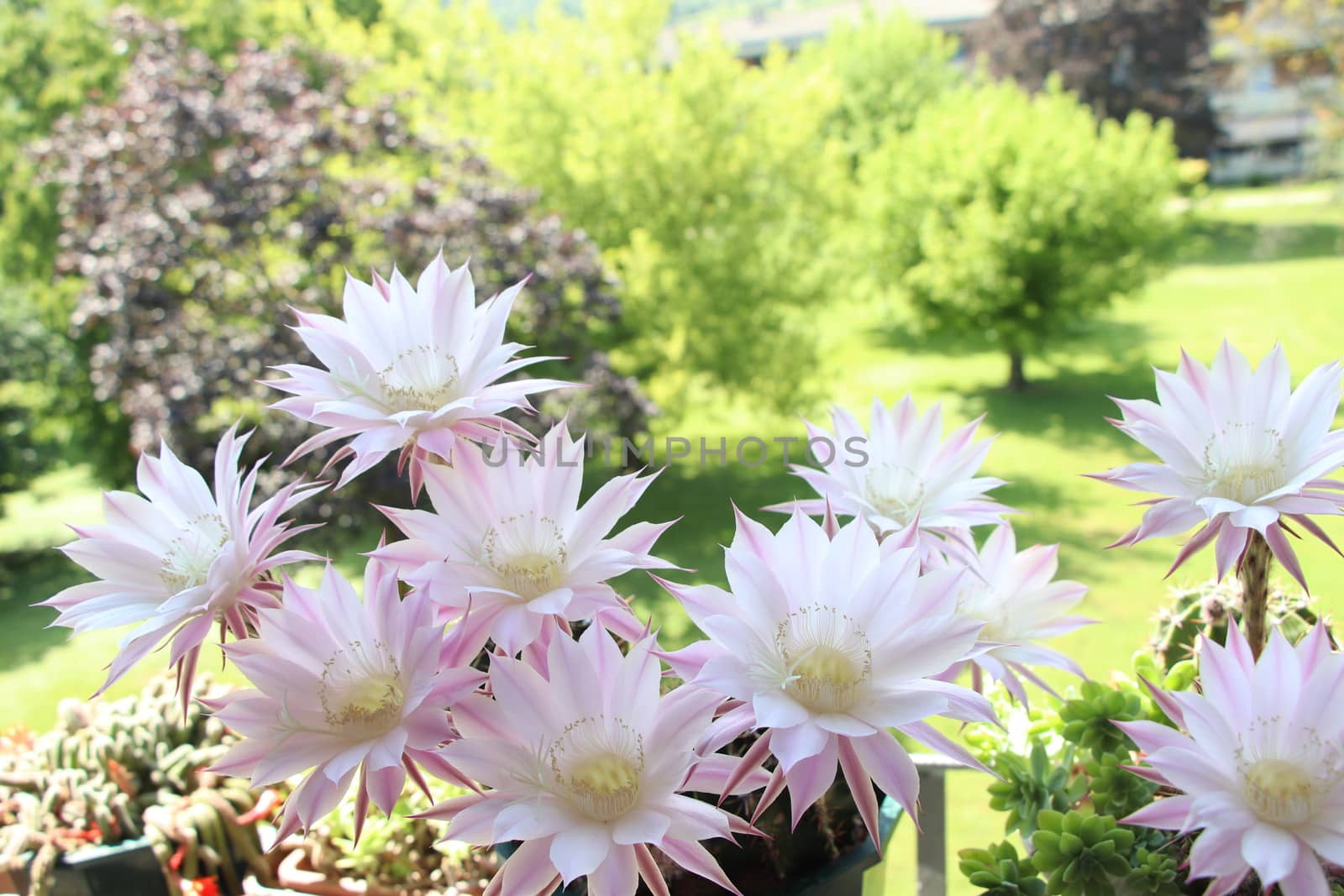 Cactus flower blooms. Beautiful white flower cactus