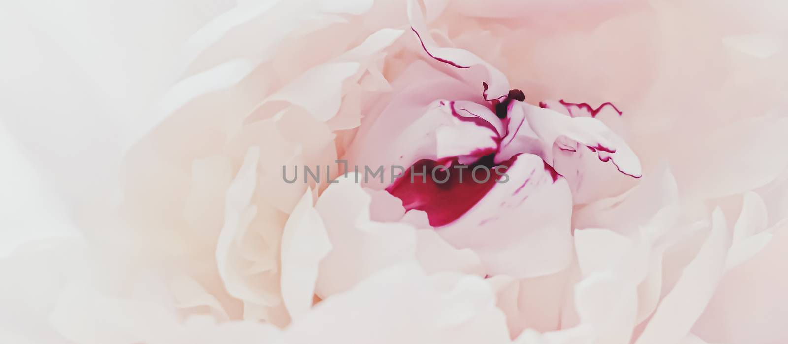 Pink peony flower as abstract floral background for holiday branding by Anneleven