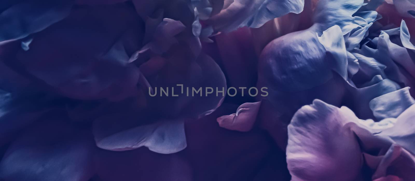 Purple peony flower as abstract floral background for holiday branding by Anneleven