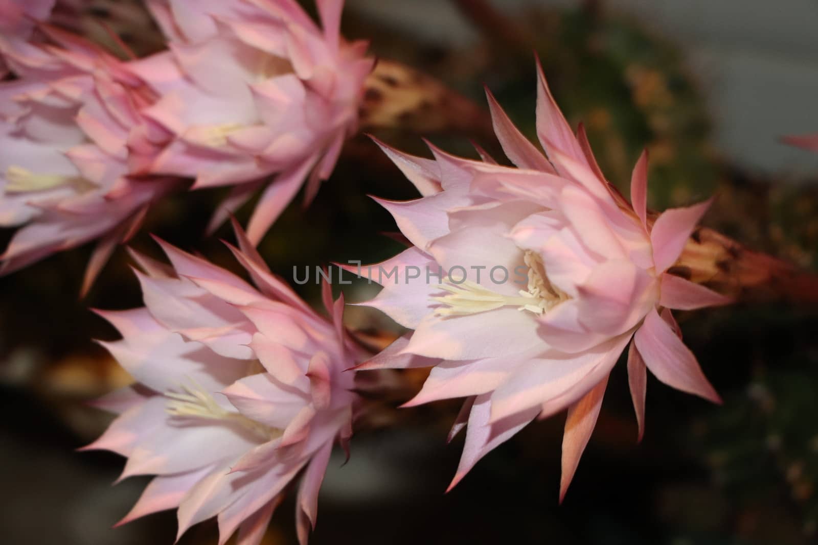 Cactus flower blooms. Beautiful white flower cactus