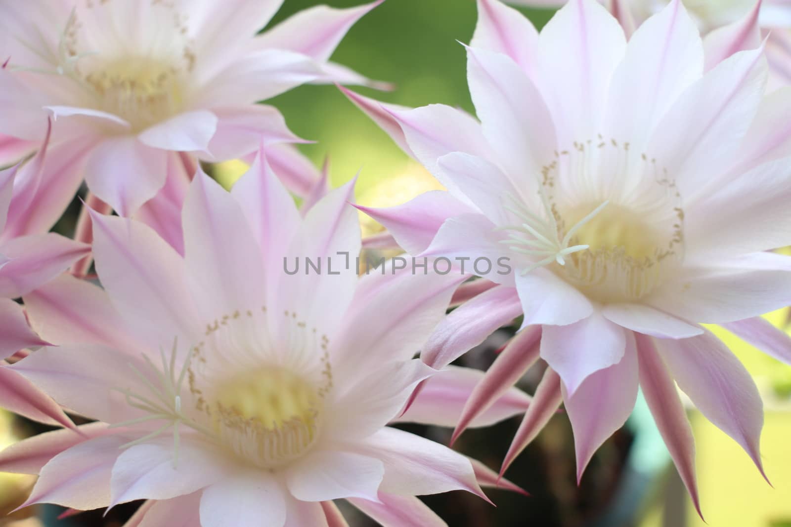 Cactus flower blooms. Beautiful white flower cactus