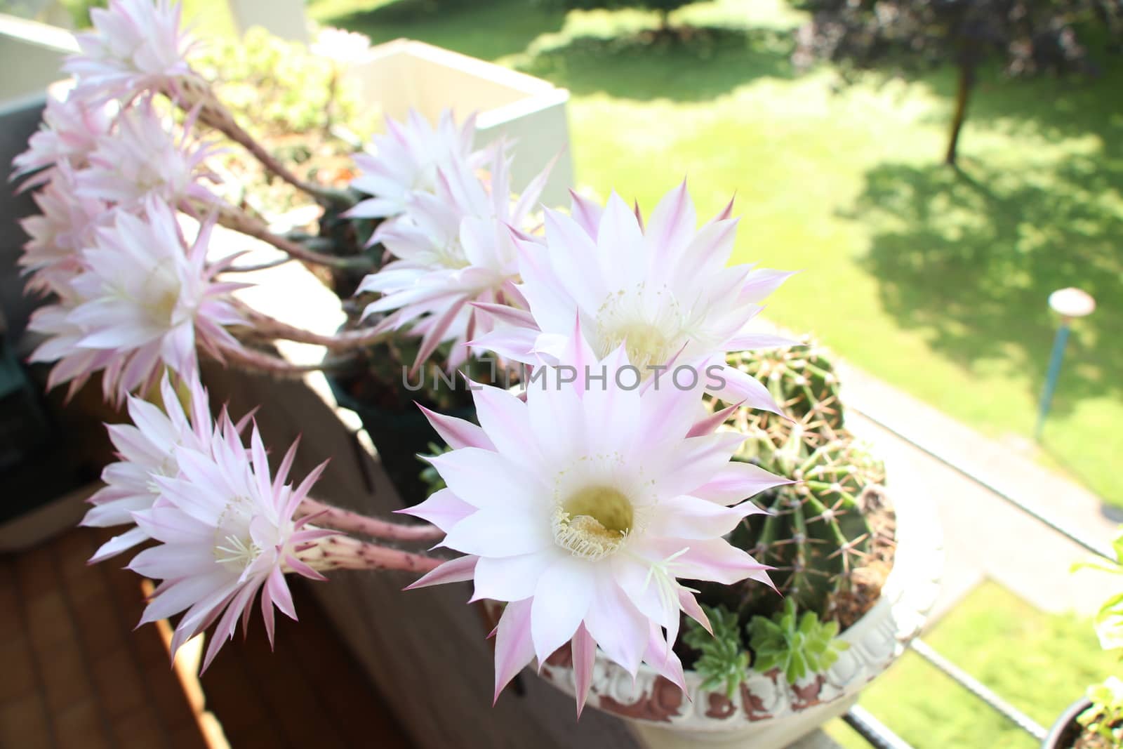 Cactus flower blooms. Beautiful white flower cactus