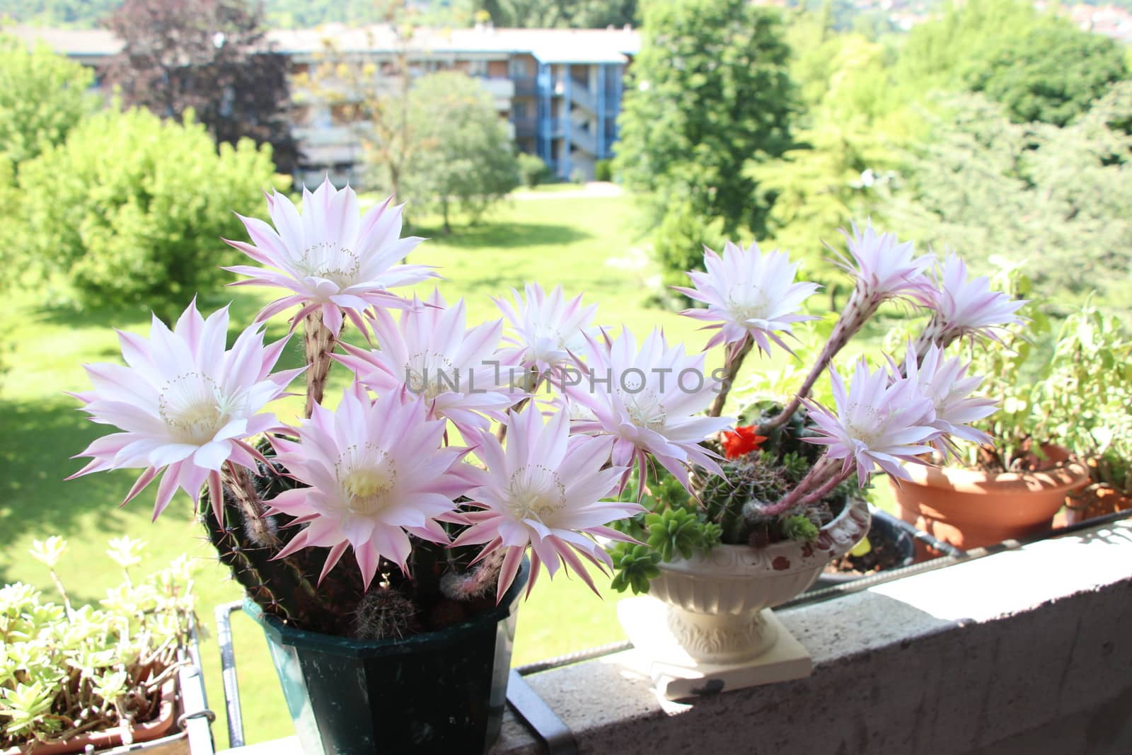 Cactus flower blooms. Beautiful white flower cactus