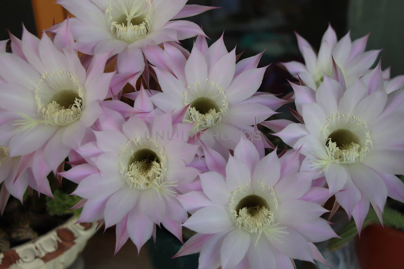 Cactus flower blooms. Beautiful white flower cactus