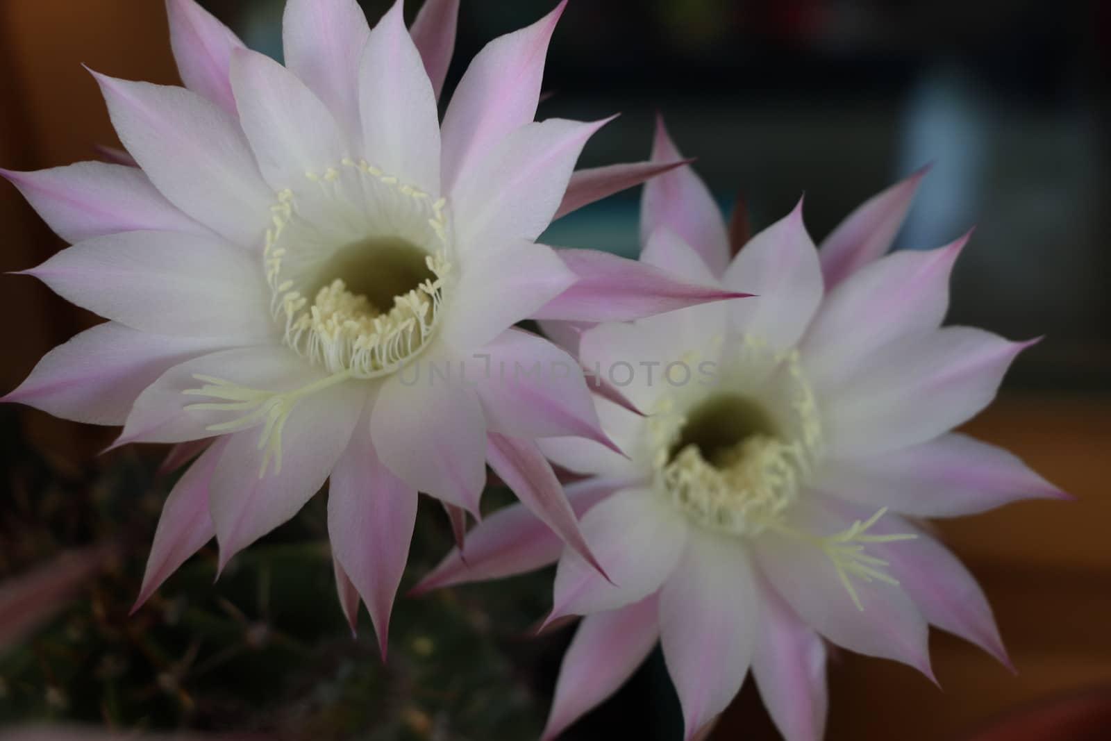 Cactus flower blooms. Beautiful white flower cactus