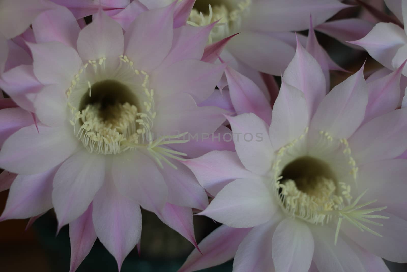 Cactus flower blooms. Beautiful white flower cactus