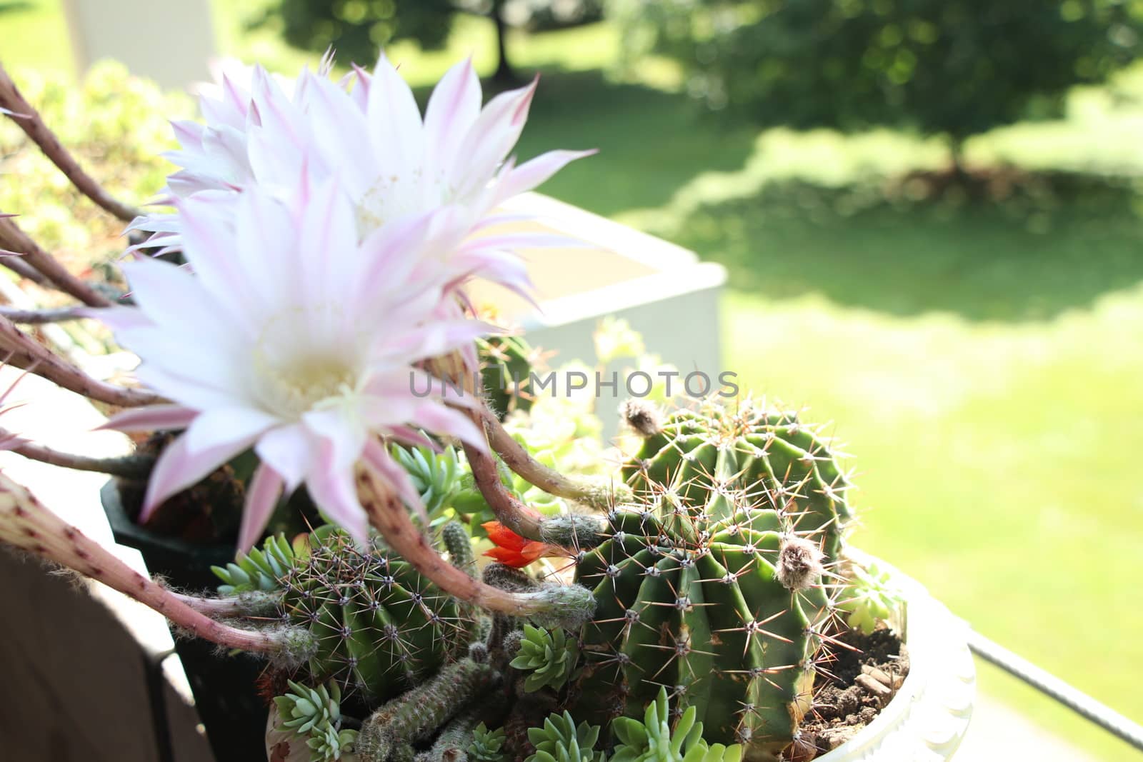 Cactus flower blooms. Beautiful white flower cactus