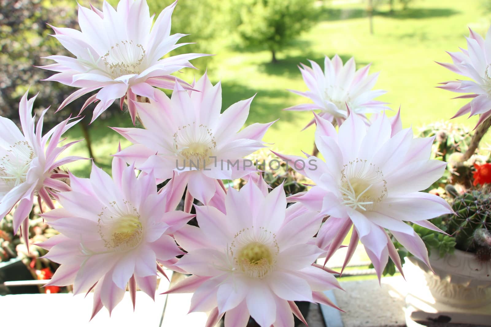 Cactus flower blooms. Beautiful white flower cactus