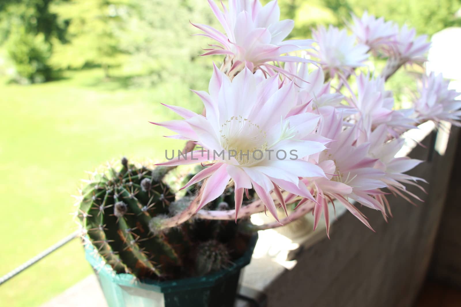 Cactus flower blooms. Beautiful white flower cactus