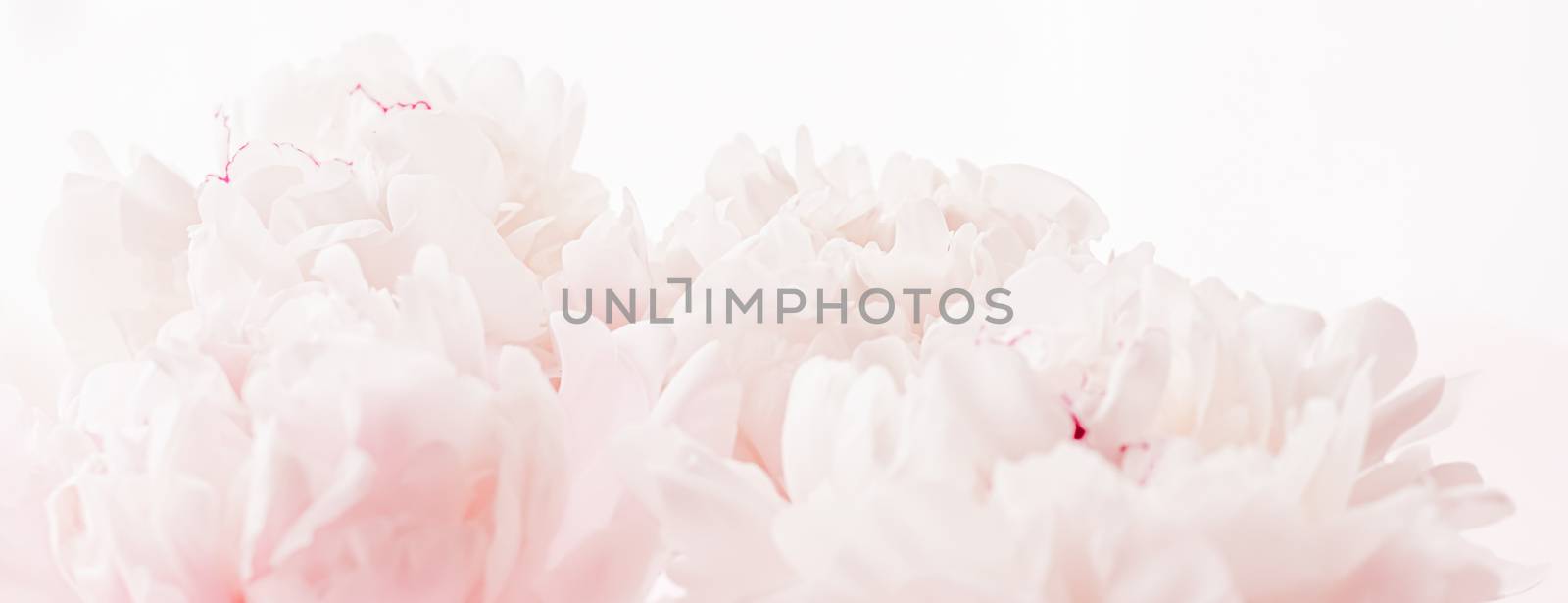 Peony flowers in bloom as floral art on pink background, wedding flatlay and luxury branding design