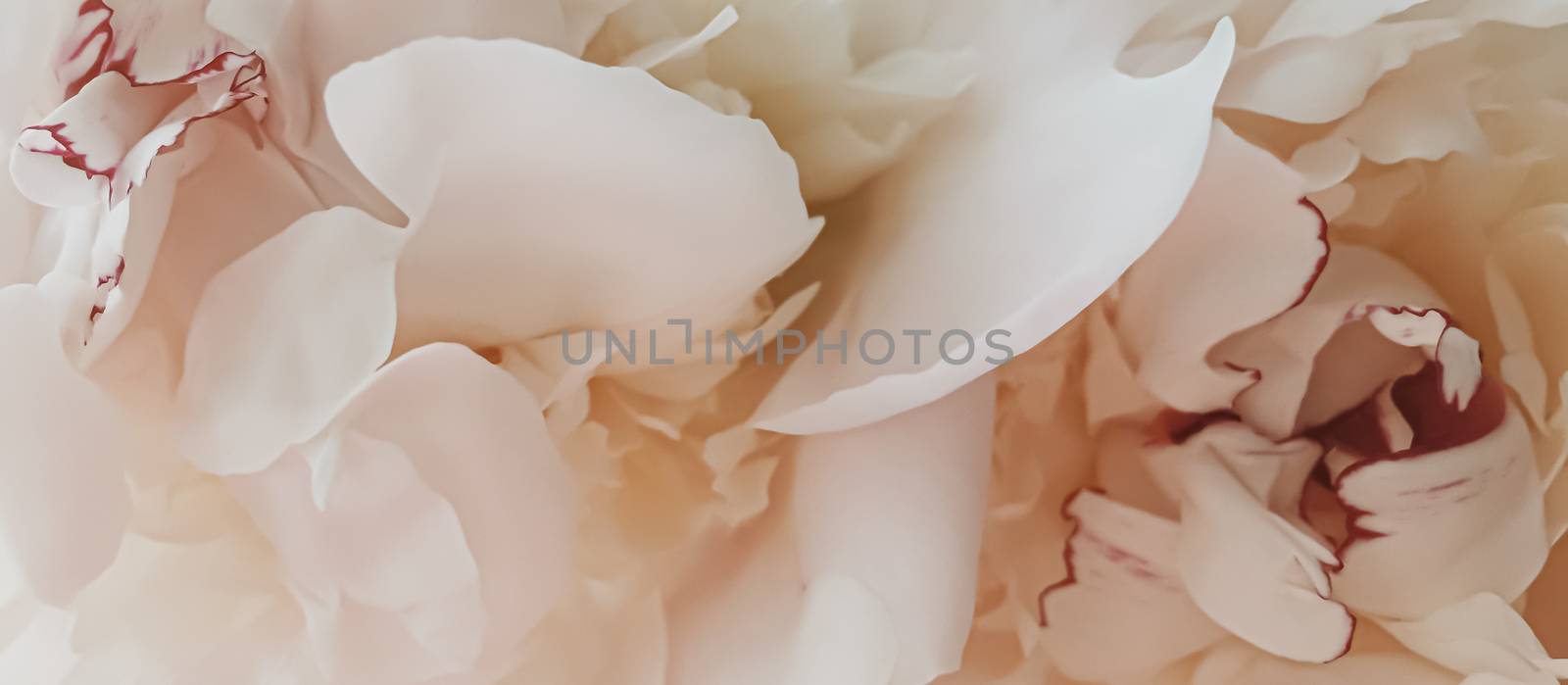 Beige peony flower as abstract floral background for holiday branding by Anneleven