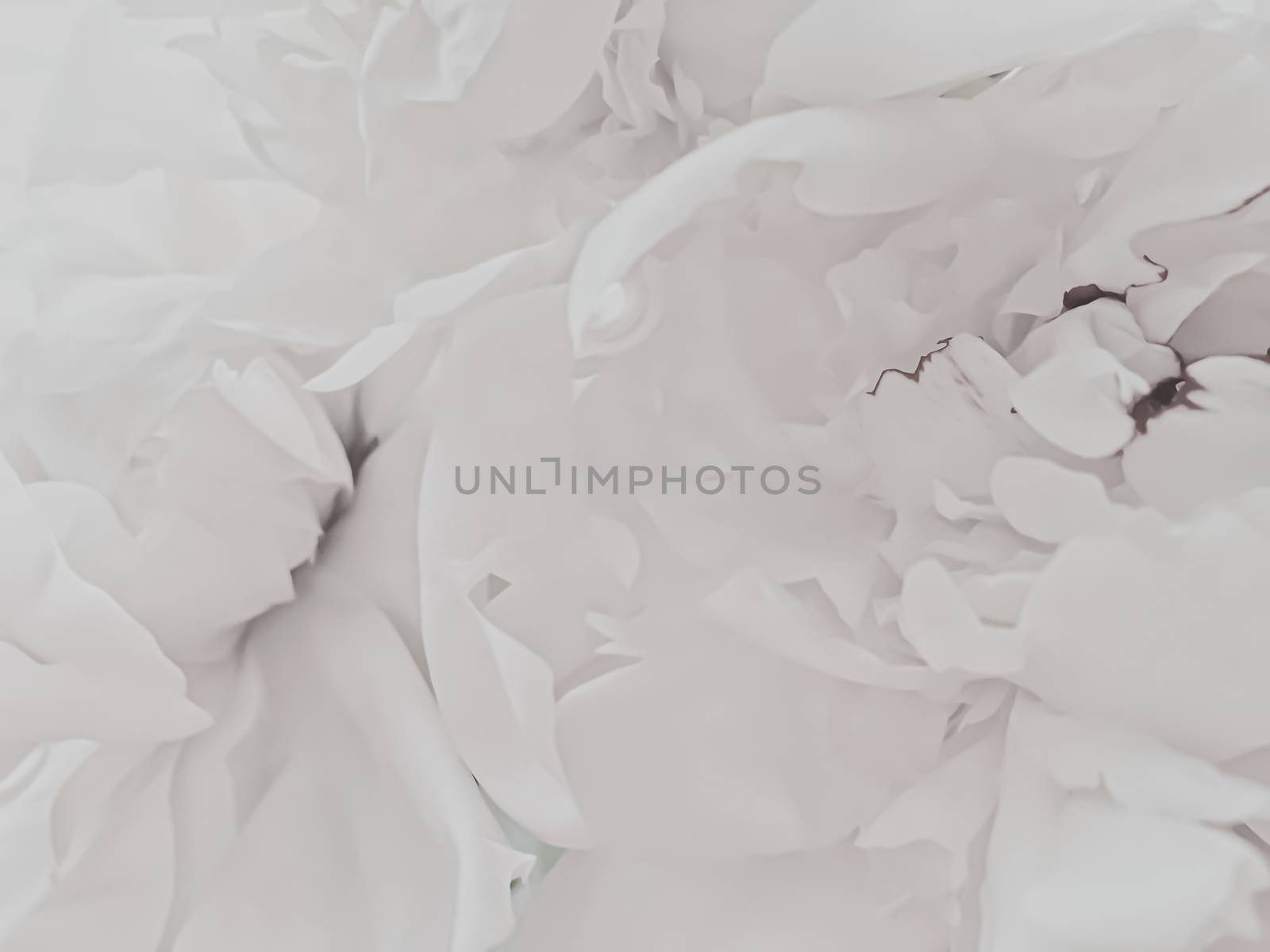 White peony flower as abstract floral background for holiday branding design