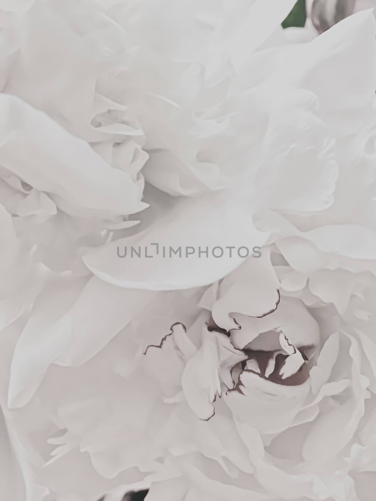 White peony flower as abstract floral background for holiday branding design