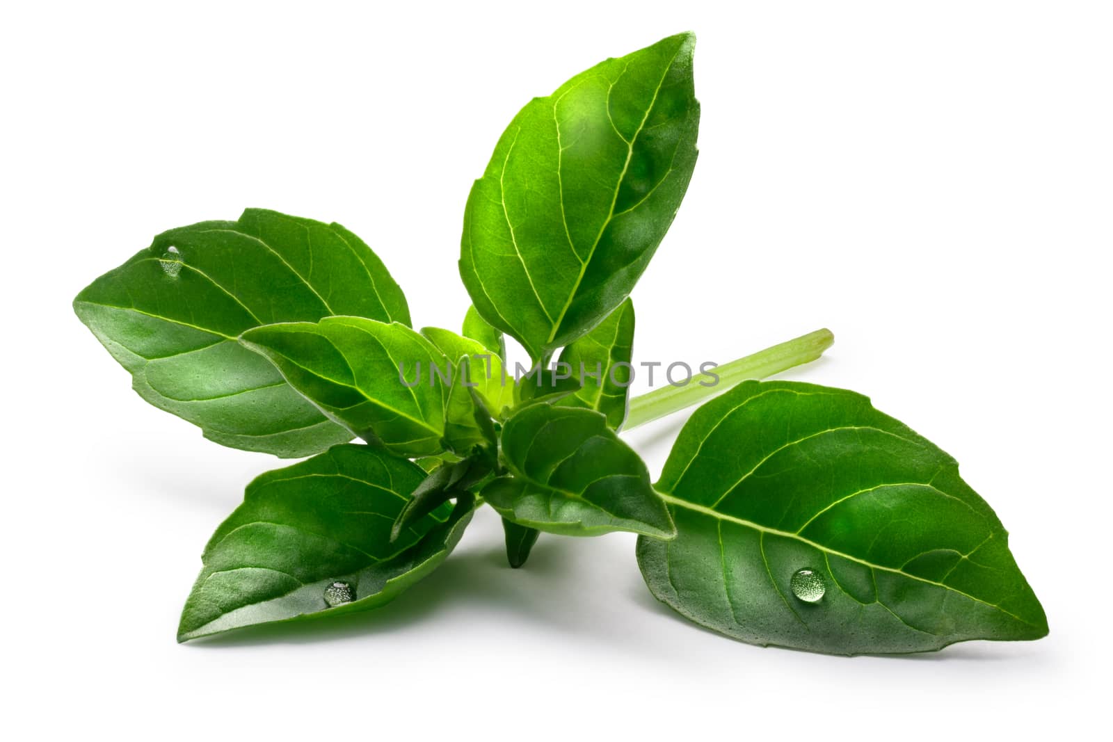 Aquifolium basil leaves (Ocimum basilicum), fine verde, sweet, tiny. Clipping paths, shadow separated