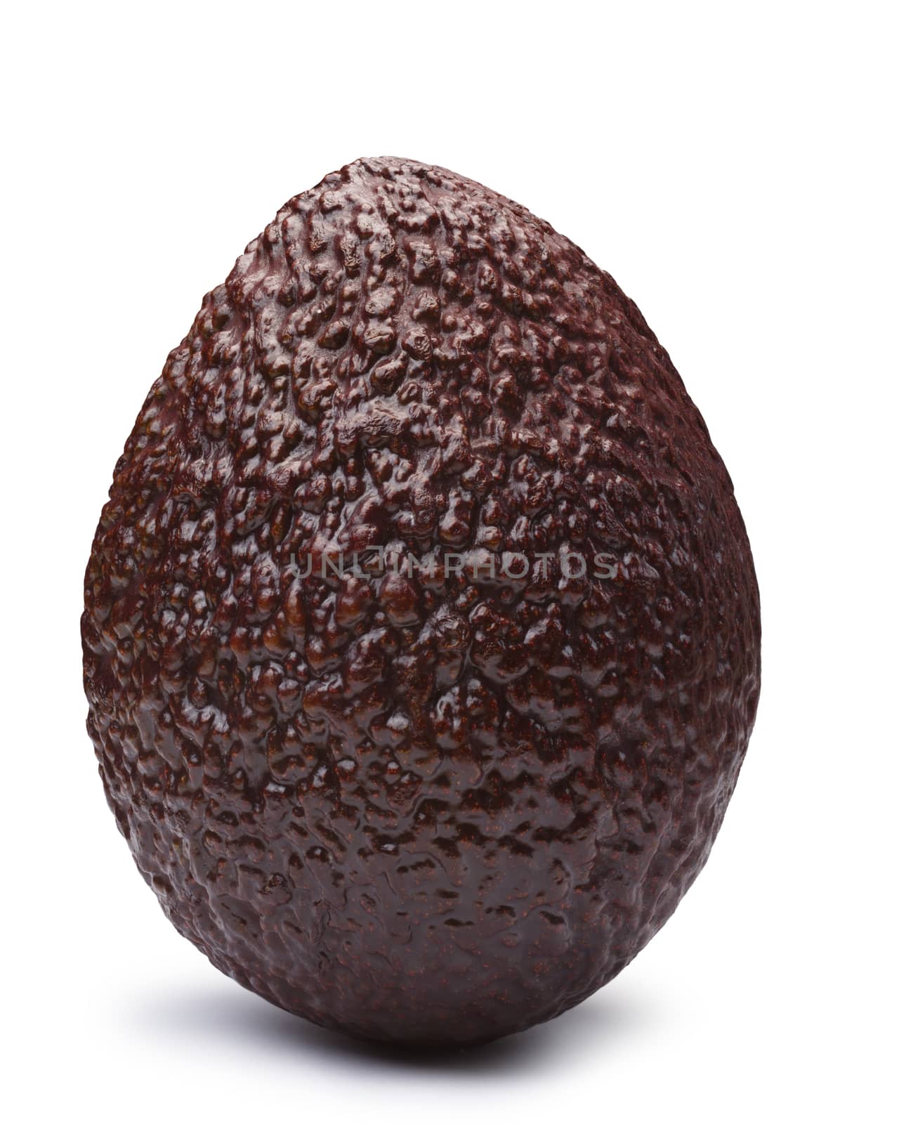 Whole brown Hass or Bilse avocado, (Persea americana), upright standing. Clipping paths, shadow separated