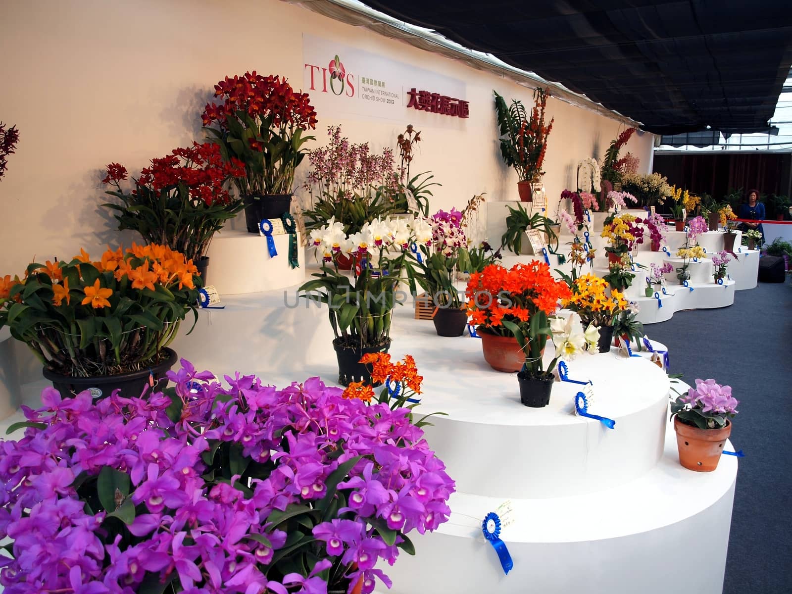 TAINAN, TAIWAN - MARCH 14: Award winning flower exhibits are on display at the 2013 Taiwan International Orchid Show on March 14, 2013 in Tainan.
