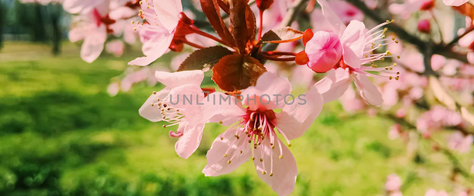 Apple tree flowers bloom, floral blossom in sunny spring