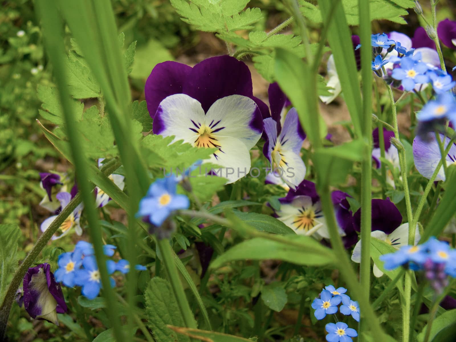 flowers by bertrand