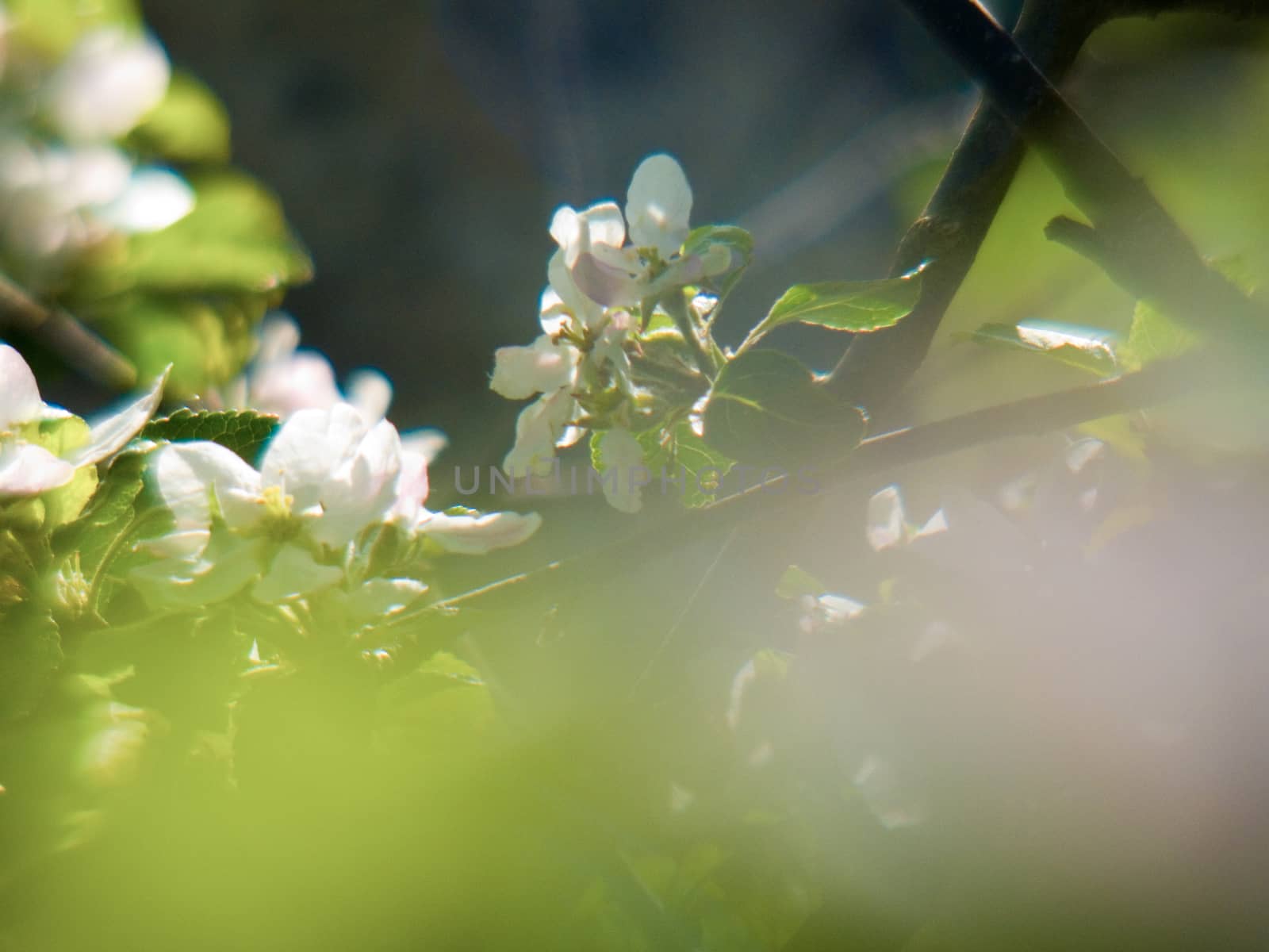 fleurs de pommiers