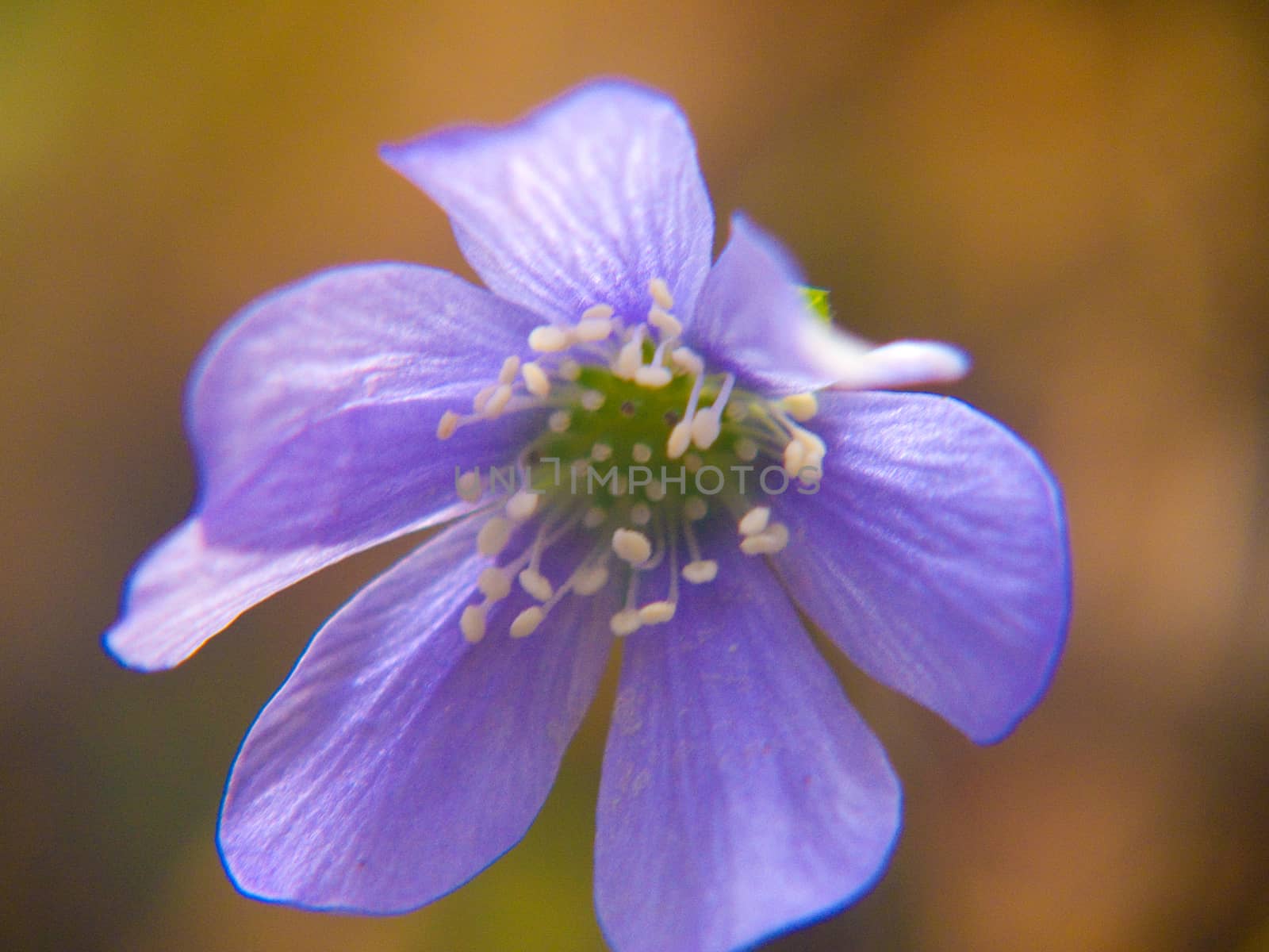 anemone hepathique