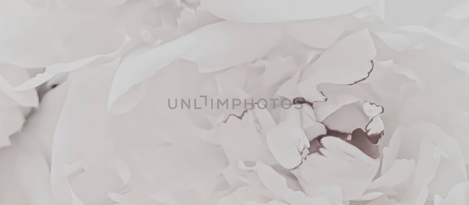 White peony flower as abstract floral background for holiday branding by Anneleven