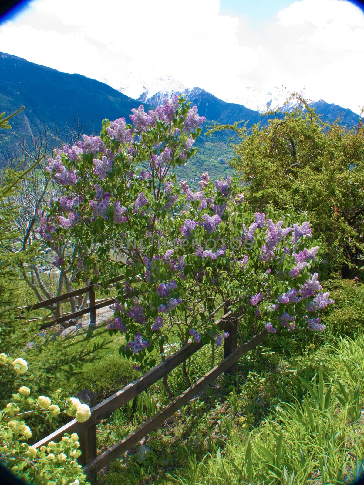 sarre,val d'aoste,italie