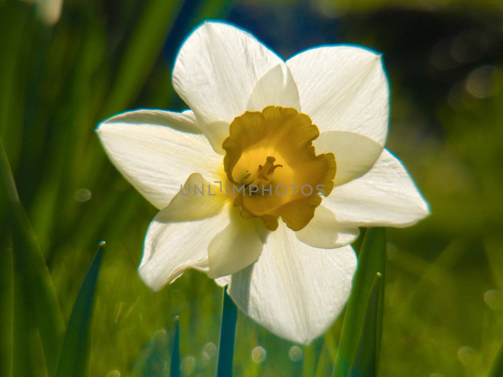 narcissus