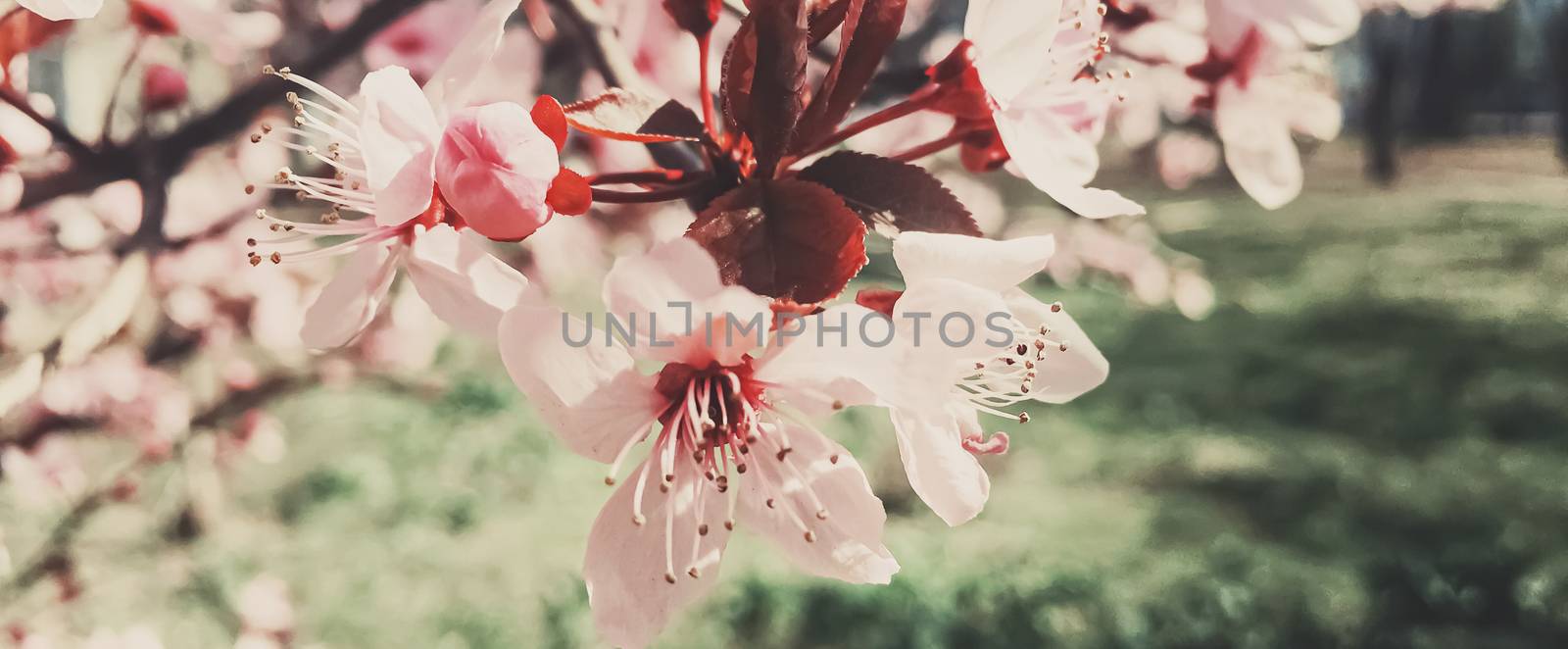 Vintage background of apple tree flowers bloom, floral blossom in sunny spring